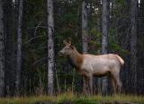 Banff Elk 17444
