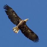 Soaring Eagle 17710