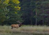 Banff Elk 17799