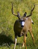 Male Deer 8275