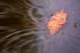 Leaf in a Puddle 20051006