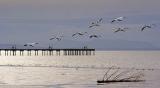 Snow Geese Over Water