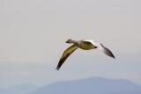 Snow Goose in Flight [Full Frame]