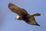 Hawk in Flight 19912