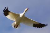 Snow Goose in Flight4