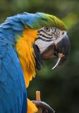 Macaw Closeup1