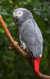 African Grey Parrot 20466