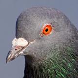 Pigeon Head
