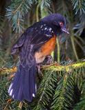 Spotted Towhee (Back)