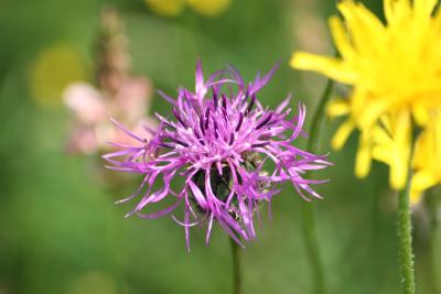 Centaurea scabiosa 5