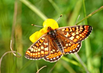 Marsh fritillary 92