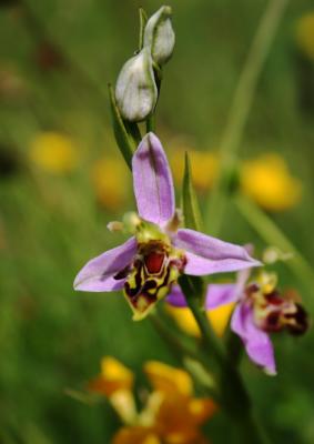 Ophrys apifera 44