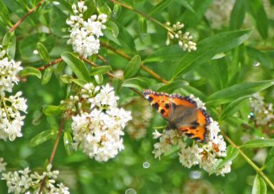 Small tortoiseshell 4