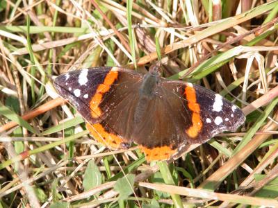 v3/75/534675/3/47440128.RedAdmiral2.jpg