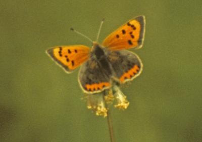 small copper 1