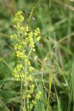 Galium verum 1