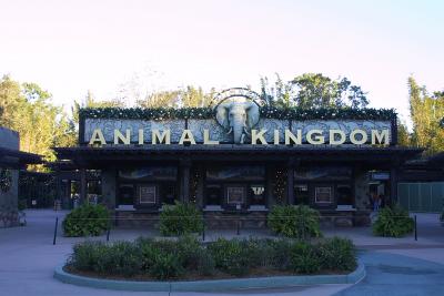 Animal Kingdom Disney