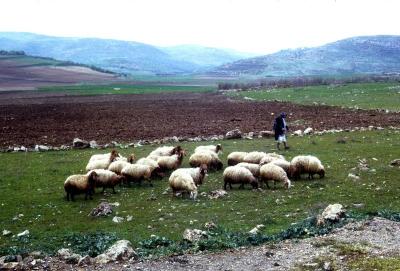 Shepherd and His Sheep