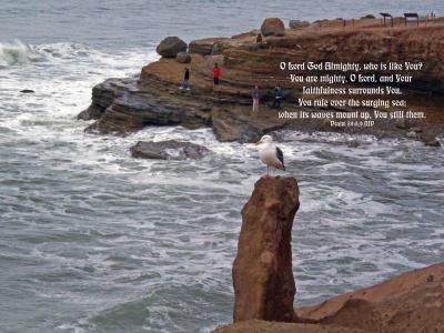 Tern at the Tidepool, San Diego, CA - from Psalm 89