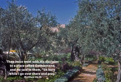 Garden of Gethsemane - with the Golden Gates in the Background - Matthew 26