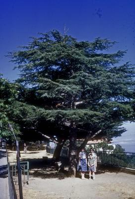 A Cedar of Lebanon - One of the Few Remaining