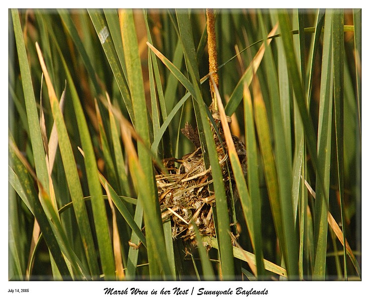 Marsh Wren in her nest at the Sunnyvale Baylands