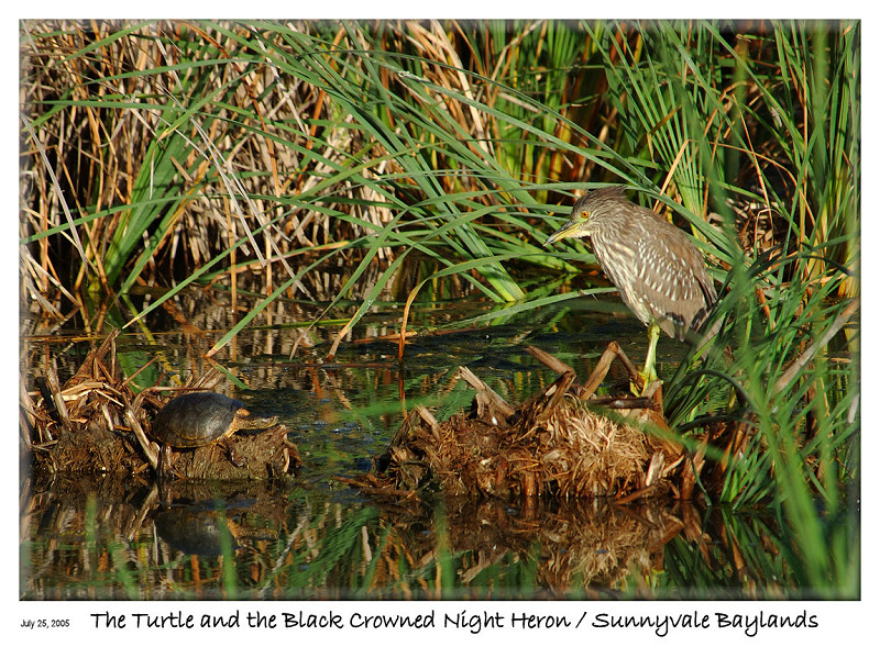 The Turtle and the  Black Crowned Night Heron at the Sunnyvale Baylands