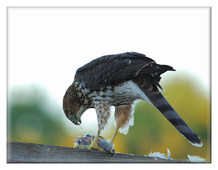 Hawk having dinner