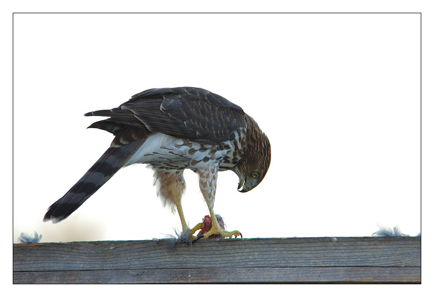 Hawk at dinner