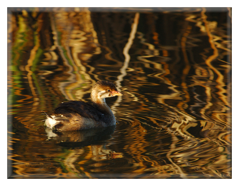 Young Pied Billed Grieb