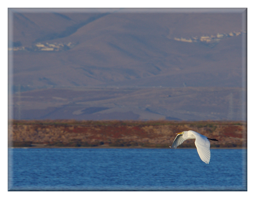 Flying Egret at the Sunnyvale Baylands