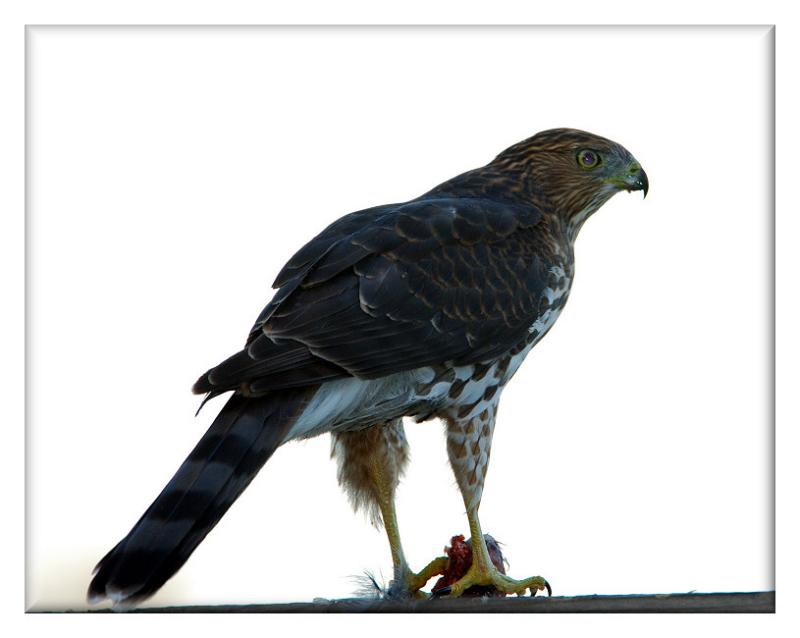 Hawk at dinner time.