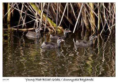 Young Pied-Billed Griebs at the Sunnyvale Baylands