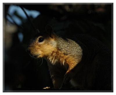 Neighborhood Squirrel