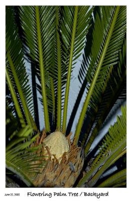 Palm Tree Flower
