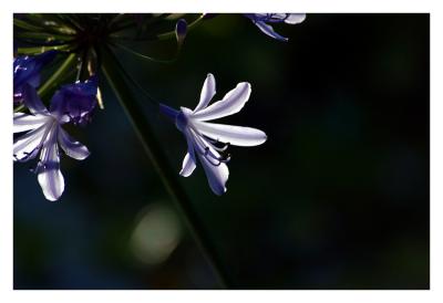 Lily of the Nile in evening light