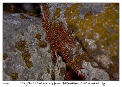 Lady Bugs awakening from their hibernation