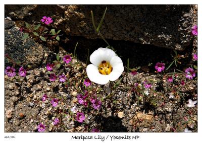 Mariposa Lily