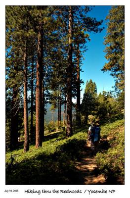Hiking thru the Redwoods
