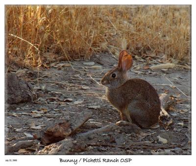 Bunny from Pichetti Ranch OSP
