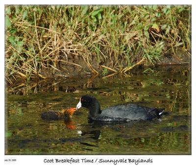Breakfast time for the Cute Coot Chick