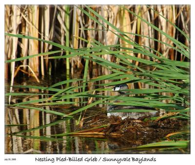 Nesting Pied-Billed Grieb