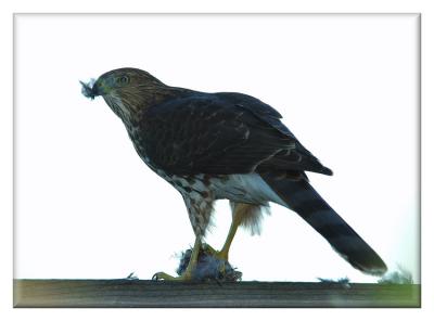 Hawk with a mouthful