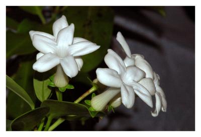Jasmine blossoms