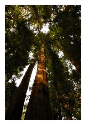 Portola Redwoods State Park