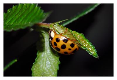And a brand new Lady Bug is born