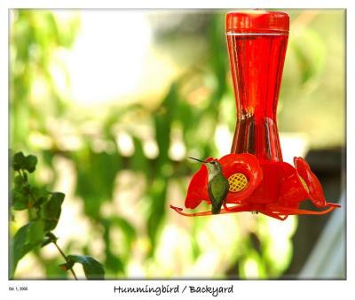 Happy at the feeder