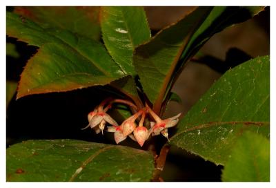 Tiny Flowers