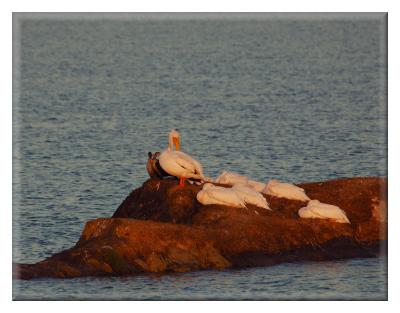 Sleeping White Pelicans