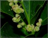 Giant ant or tiny flowers